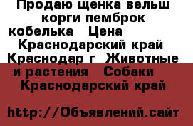Продаю щенка вельш корги пемброк кобелька › Цена ­ 40 000 - Краснодарский край, Краснодар г. Животные и растения » Собаки   . Краснодарский край